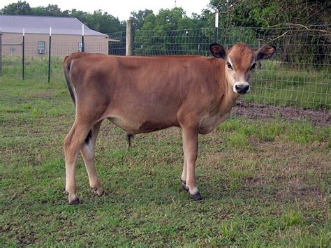 Right now the height of our mini cows at the top of the hip is 43" down to a tiny 35" tall. . Mini jersey cows for sale oklahoma